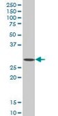 ANTI-SIX3 antibody produced in mouse clone 4H6, purified immunoglobulin, buffered aqueous solution