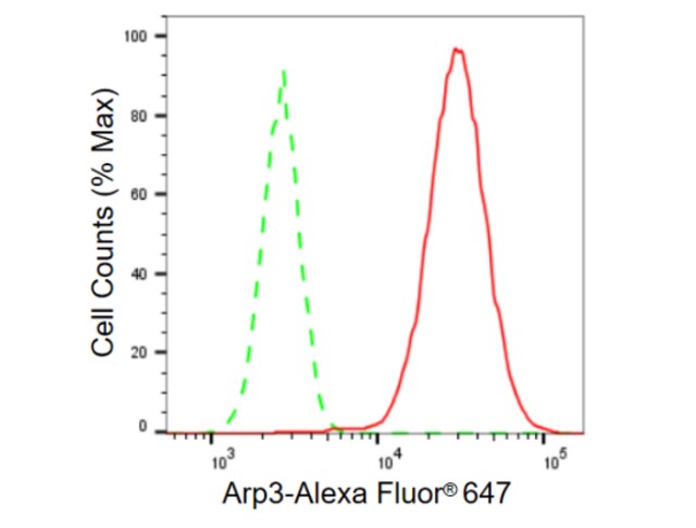 KD-Validated Anti Arp3 Antibody, clone 23GB615, Rabbit Monoclonal clone 23GB615, recombinant rabbit monoclonal, expressed in HEK293 cells