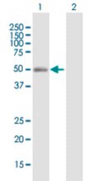 Anti-NR2F2 antibody produced in mouse purified immunoglobulin, buffered aqueous solution
