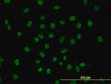 Monoclonal Anti-FUSIP1 antibody produced in mouse clone 1A6, purified immunoglobulin, buffered aqueous solution