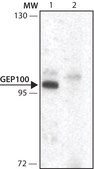 Anti-GEP100 antibody produced in rabbit ~1.0 mg/mL, affinity isolated antibody, buffered aqueous solution
