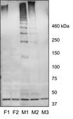 Anti-Muc19 (C-terminal) antibody produced in goat affinity isolated antibody, buffered aqueous solution