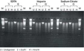 GenElute&#8482; Blood Genomic DNA Kit sufficient for 10&#160;purifications