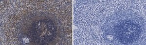 Anti-MEK2 Antibody, clone 1J7 ZooMAb&#174; Rabbit Monoclonal recombinant, expressed in HEK 293 cells