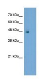 抗-SPP1 兔抗 IgG fraction of antiserum
