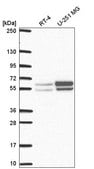 Anti-NAP1L2 antibody produced in rabbit Prestige Antibodies&#174; Powered by Atlas Antibodies, affinity isolated antibody
