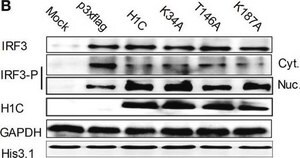 Anti-phospho-IRF-3 (Ser396) Antibody from rabbit, purified by affinity chromatography
