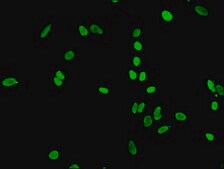 Anti-acetyl-Histone H4 (K5) antibody, clone 2C9, Rabbit Monoclonal recombinant, expressed in HEK293F cells