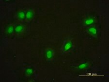 Monoclonal Anti-CRY1 antibody produced in mouse clone 4H4-1C4, purified immunoglobulin, buffered aqueous solution