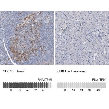 Anti-CDK1 antibody produced in rabbit Prestige Antibodies&#174; Powered by Atlas Antibodies, affinity isolated antibody, buffered aqueous glycerol solution