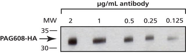 抗HA抗体，小鼠单克隆抗体 小鼠抗 clone HA-7, purified from hybridoma cell culture