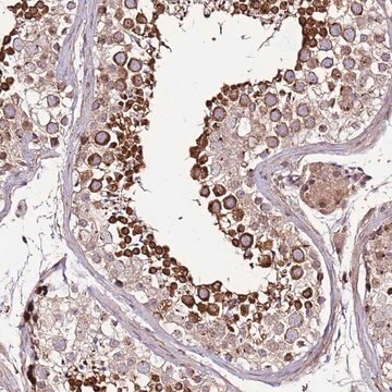 Anti-ZNF624 antibody produced in rabbit Prestige Antibodies&#174; Powered by Atlas Antibodies, affinity isolated antibody, buffered aqueous glycerol solution