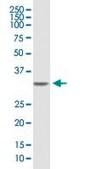 Anti-SDCBP antibody produced in mouse purified immunoglobulin, buffered aqueous solution