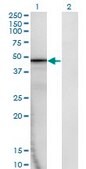 Monoclonal Anti-AMBP, (C-terminal) antibody produced in mouse clone 1F7, purified immunoglobulin, buffered aqueous solution