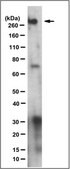 Anti-BPTF Antibody, clone 15B1.1 clone 15B1.1, from mouse