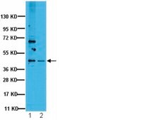 Anti-Protein Phosphatase 2 C &#945;/&#946; Antibody from rabbit
