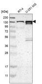 Anti-PCDHGA2 antibody produced in rabbit Prestige Antibodies&#174; Powered by Atlas Antibodies, affinity isolated antibody