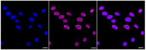 KD-Validated Anti A-kinase anchoring protein 8 Antibody, clone 23GB2970, Rabbit Monoclonal clone 23GB2970, recombinant rabbit monoclonal, expressed in HEK293 cells