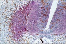 单克隆抗-BrdU 小鼠抗 clone BU-33, ascites fluid, Immunohistology Grade