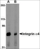 Anti-Integrin α4 (ab3) antibody produced in rabbit affinity isolated antibody, buffered aqueous solution