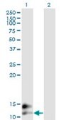 Monoclonal Anti-BGLAP antibody produced in mouse clone 2D4, purified immunoglobulin, buffered aqueous solution