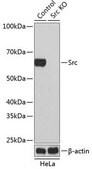 Anti- Src antibody produced in rabbit