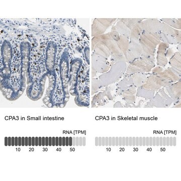 Anti-CPA3 antibody produced in rabbit affinity isolated antibody, buffered aqueous glycerol solution