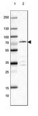 Anti-EFHC2 antibody produced in rabbit Prestige Antibodies&#174; Powered by Atlas Antibodies, affinity isolated antibody, buffered aqueous glycerol solution