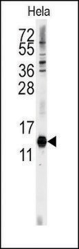 Anti-CDA (C-term) antibody produced in rabbit saturated ammonium sulfate (SAS) precipitated, buffered aqueous solution