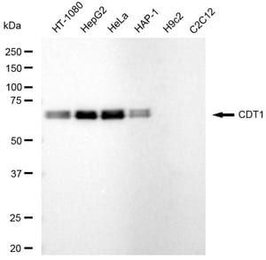 KD-Validated Anti CDT1 Antibody, clone 23GB5790, Rabbit Monoclonal clone 23GB5790, recombinant rabbit monoclonal, expressed in HEK293 cells