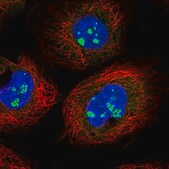 Anti-CFAP97 antibody produced in rabbit Prestige Antibodies&#174; Powered by Atlas Antibodies, affinity isolated antibody, buffered aqueous glycerol solution