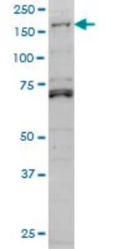 Monoclonal Anti-LMTK3 antibody produced in mouse clone 2H6, purified immunoglobulin, buffered aqueous solution