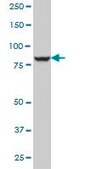 Monoclonal Anti-DNAJC10 antibody produced in mouse clone 3C4, ascites fluid