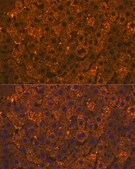 Anti-SULT2A1 Antibody, clone 4A3H6, Rabbit Monoclonal