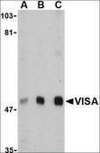 Anti-VISA (ab1) antibody produced in rabbit affinity isolated antibody, buffered aqueous solution