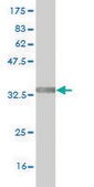 Monoclonal Anti-TRIM49 antibody produced in mouse clone 2E5, purified immunoglobulin, buffered aqueous solution