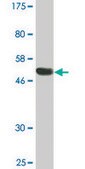 Monoclonal Anti-RGS18 antibody produced in mouse clone 1G12, purified immunoglobulin, buffered aqueous solution