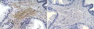 Anti-Collagen VI α3 Antibody, clone 3C4 ZooMAb® Mouse Monoclonal recombinant, expressed in HEK 293 cells