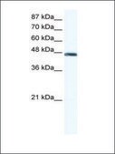 Anti-ENO1 (AB1) antibody produced in rabbit IgG fraction of antiserum
