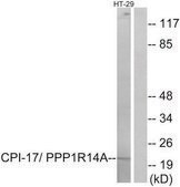 Anti-CPI17 &#945; antibody produced in rabbit affinity isolated antibody