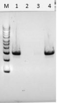Chitinase from Streptomyces griseus chromatographically purified, lyophilized powder, free of DNA contaminants, suitable for Microbiome research