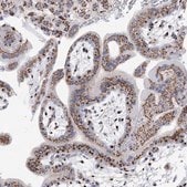 Anti-TMEM165 antibody produced in rabbit Prestige Antibodies&#174; Powered by Atlas Antibodies, affinity isolated antibody, buffered aqueous glycerol solution