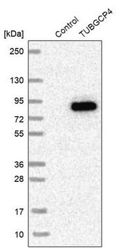 Anti-TUBGCP4 antibody produced in rabbit Prestige Antibodies&#174; Powered by Atlas Antibodies, affinity isolated antibody, buffered aqueous glycerol solution