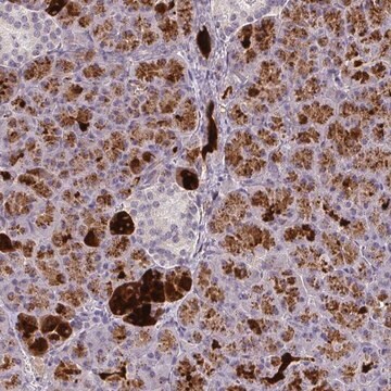 Anti-FAM117B antibody produced in rabbit Prestige Antibodies&#174; Powered by Atlas Antibodies, affinity isolated antibody, buffered aqueous glycerol solution