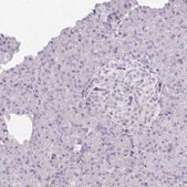 Anti-CCNB1 antibody produced in rabbit Prestige Antibodies&#174; Powered by Atlas Antibodies, affinity isolated antibody