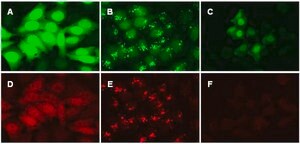 LentiBrite GFP-LC3 Lentiviral Biosensor