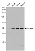 Anti-FOXN1 (C-terminal) antibody produced in rabbit
