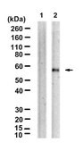 Anti-p-MST1/2 (Thr183/180) Antibody, clone 1C2 ZooMAb® Rabbit Monoclonal recombinant, expressed in HEK 293 cells