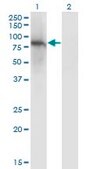Monoclonal Anti-ZNF41 antibody produced in mouse clone 4E9, purified immunoglobulin, buffered aqueous solution