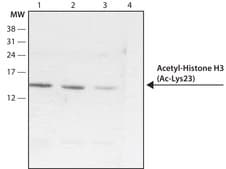 Anti-acetyl-Histone H3 [Ac-Lys23] antibody produced in rabbit IgG fraction of antiserum, antigen mol wt ~15 kDa